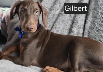 “Gilbert”