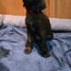 Lab GSP hybrid