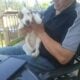 Dawei Border Collies puppies