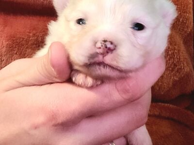 Pomeranian puppies