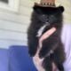Akc Show Quality Boy Pomeranian