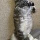 Maine coon kittens