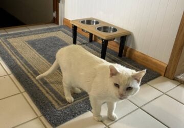 BOO SHORT HAIRED ALL WHITE BLIND CAT