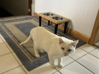 BOO SHORT HAIRED ALL WHITE BLIND CAT