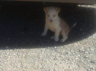 3 RESCUED HUSKY MIX PUPS 8 WEEKS OLD NEED REHOMING