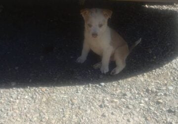 3 RESCUED HUSKY MIX PUPS 8 WEEKS OLD NEED REHOMING
