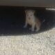 3 RESCUED HUSKY MIX PUPS 8 WEEKS OLD NEED REHOMING