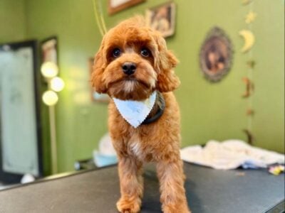 Cavapoo Puppy