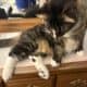 Free domestic, longhair, male cat