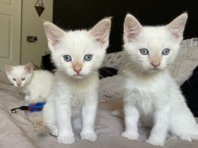 Flame Point Siamese Kittens