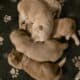 Golden retriever puppies for sale