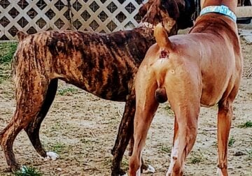 Boxer Puppies