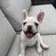 AKC Frenchie Male – Columbus, OH