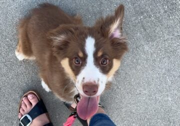 Female Mini Aussie
