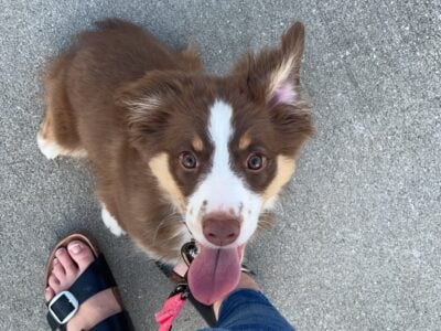 Lucy – Female Mini Aussie