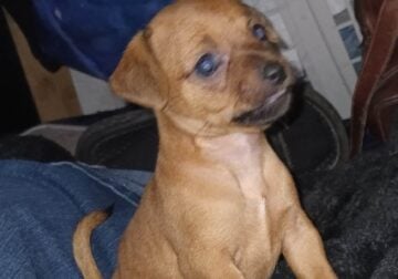 Cute little chiweenies