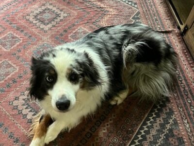 Adult Mini Aussie for sale