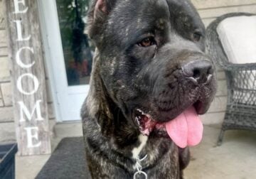 Cane Corso – Bane