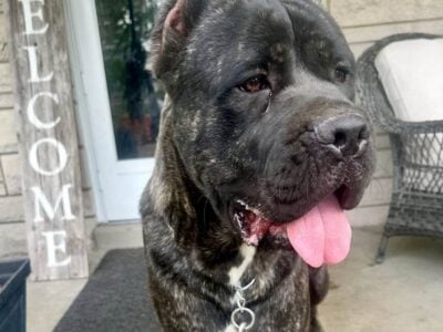 Cane Corso – Bane