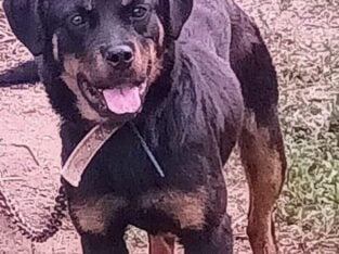 9 mo old female German Rottweiler puppy