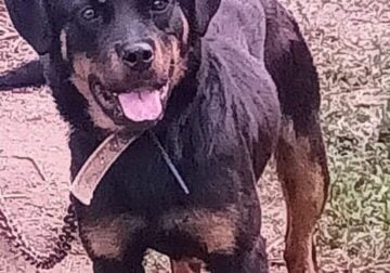 9 mo old female German Rottweiler puppy