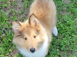 Collie puppy