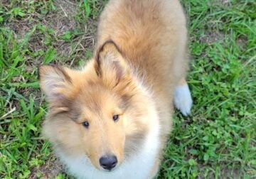 Collie puppy