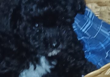 Akc and Ckc teacup toy poodles