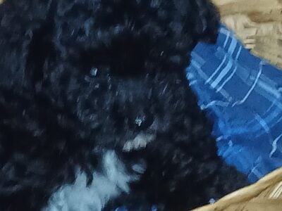 Akc and Ckc teacup toy poodles