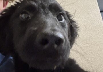 4 month old half German shepherd half goldendoodle