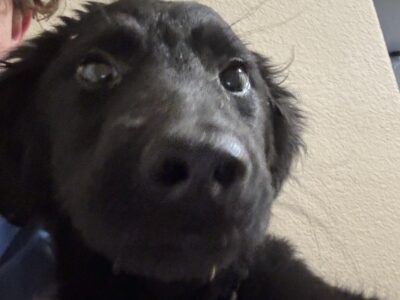 4 month old half German shepherd half goldendoodle