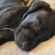 Great Dane Puppies ready for Adoption