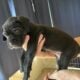 Cane Corso puppies