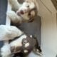 Female Alaskan Malamutes (8 weeks old)