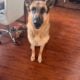 Well Behaved German Shepard