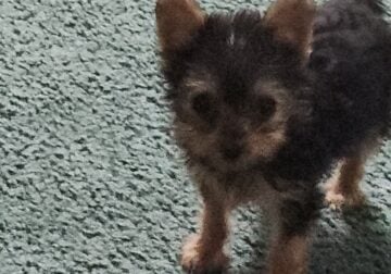 CKC REGISTERED FEMALE YORKIE PUP