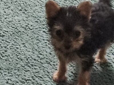 CKC REGISTERED FEMALE YORKIE PUP