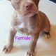 Bully puppies