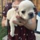 💥 French Bulldog Puppies – 12 Weeks – Vet Checked