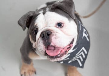 English Bulldog, neutered 4 yr old