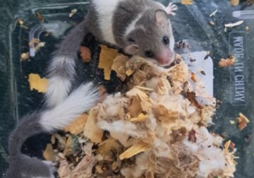 Micro Squirrels