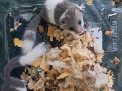 Micro Squirrels
