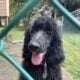 Standard Poodle – Sinbad