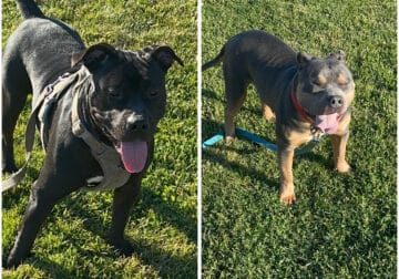 Tri bully pitbulls puppies