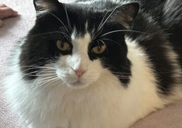 Rosie the Cat Needs New Home