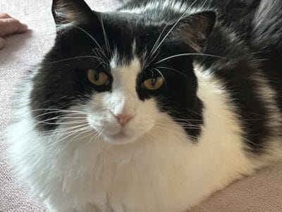 Rosie the Cat Needs New Home