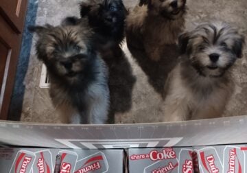 Puppies waiting for you