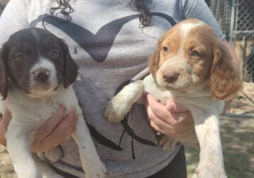 AKC Brittany pups