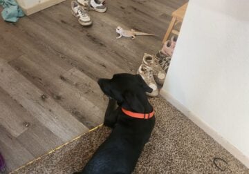10-11 month old black Labrador pup