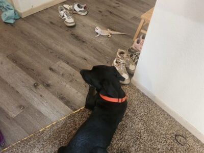10-11 month old black Labrador pup